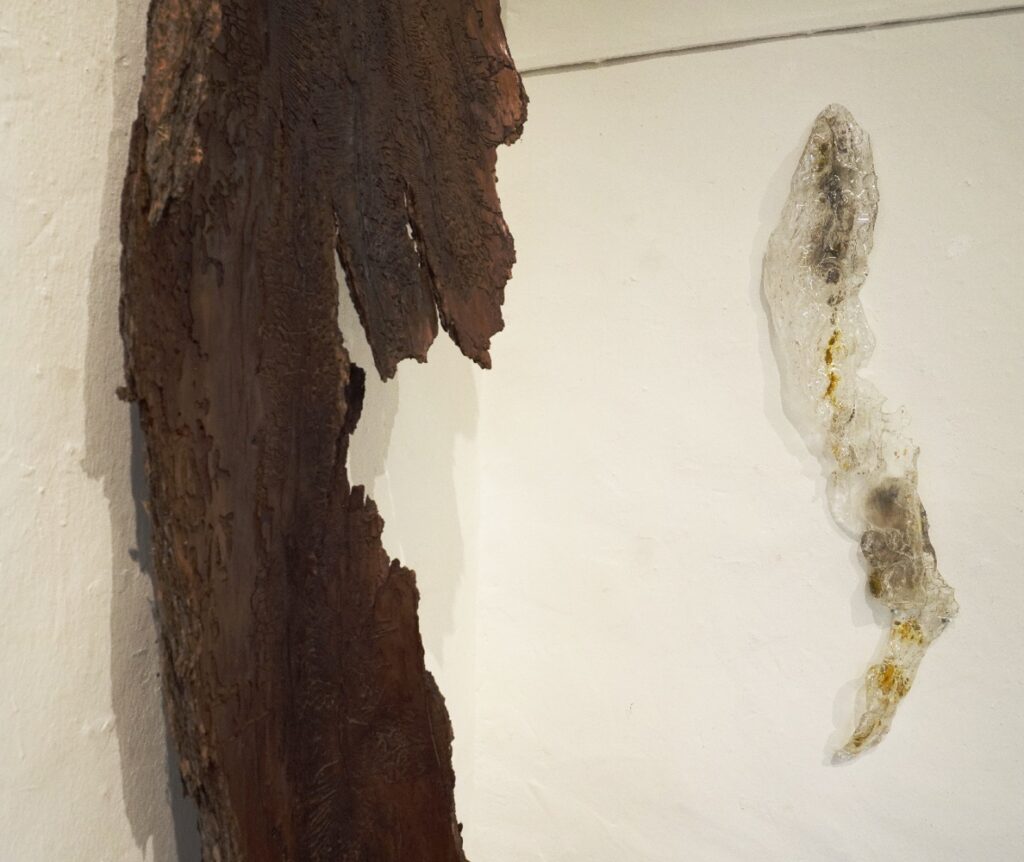 Tree bark impression with bark · © Brosterhus-Meyer